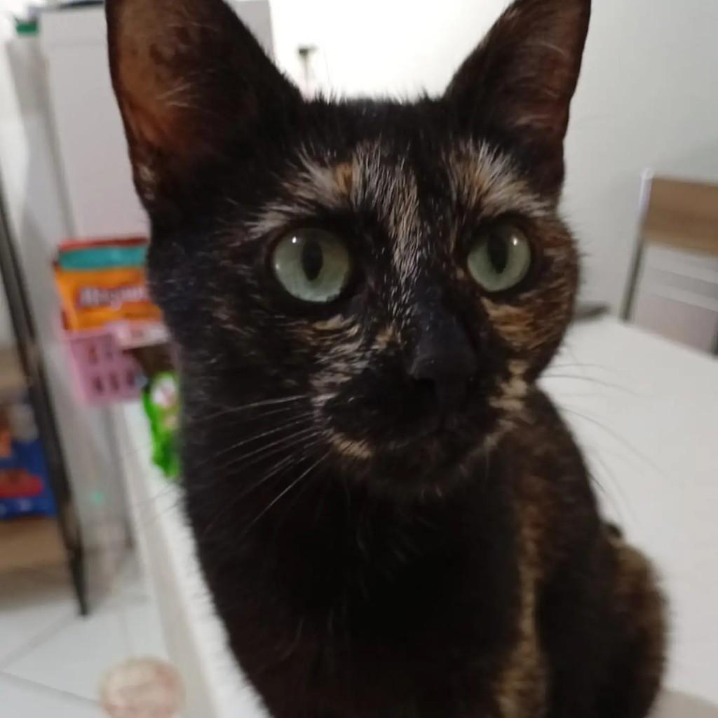 Sofia, gata de porte pequeno para adoção em Chapecó - SC
