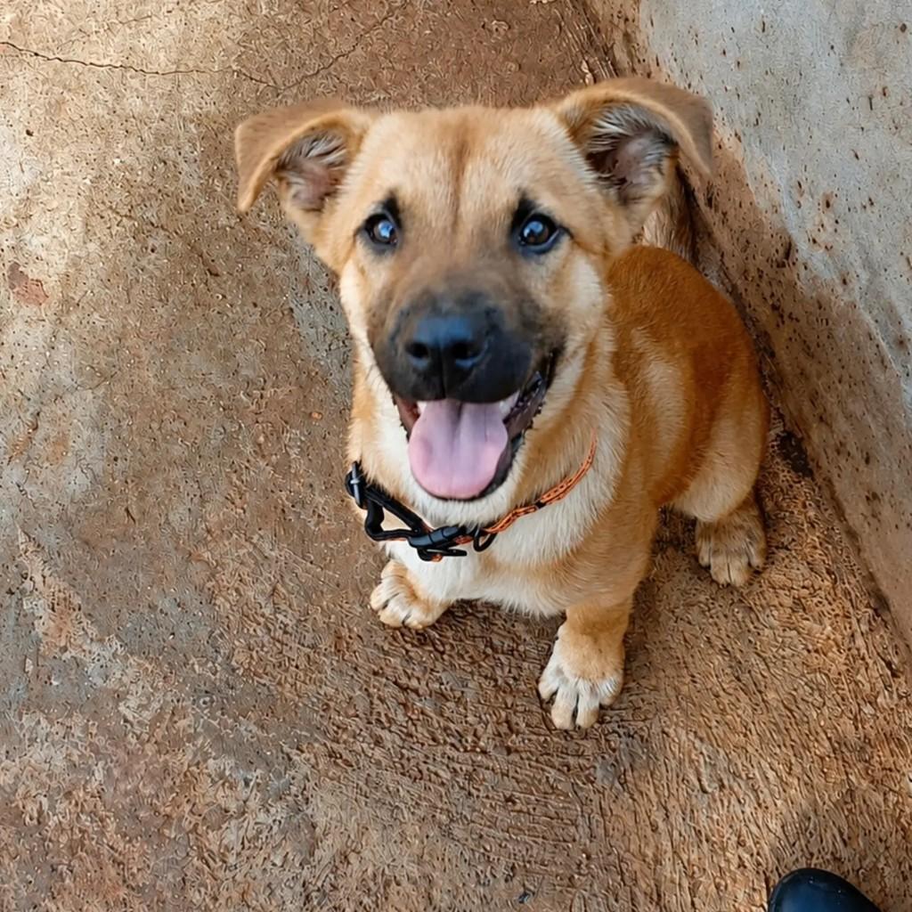 Zéca, cachorro de porte médio para adoção em Chapecó - SC