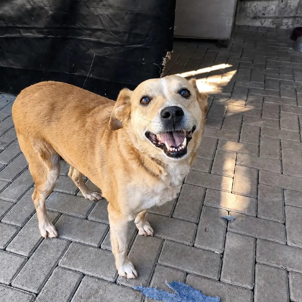 Frida, cachorro de porte médio para adoção em Chapecó - SC