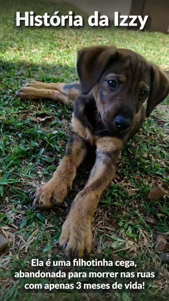 Izzy, cadela de porte pequeno para adoção em Chapecó - SC
