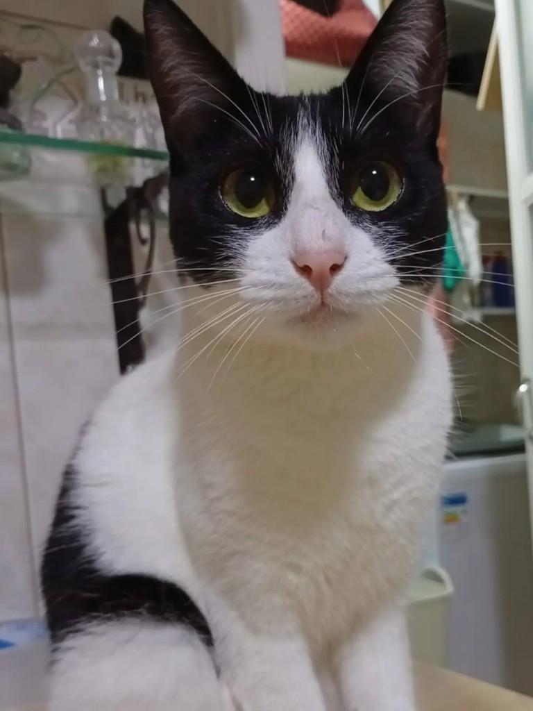 Bibi, gata para adoção em Chapecó - SC