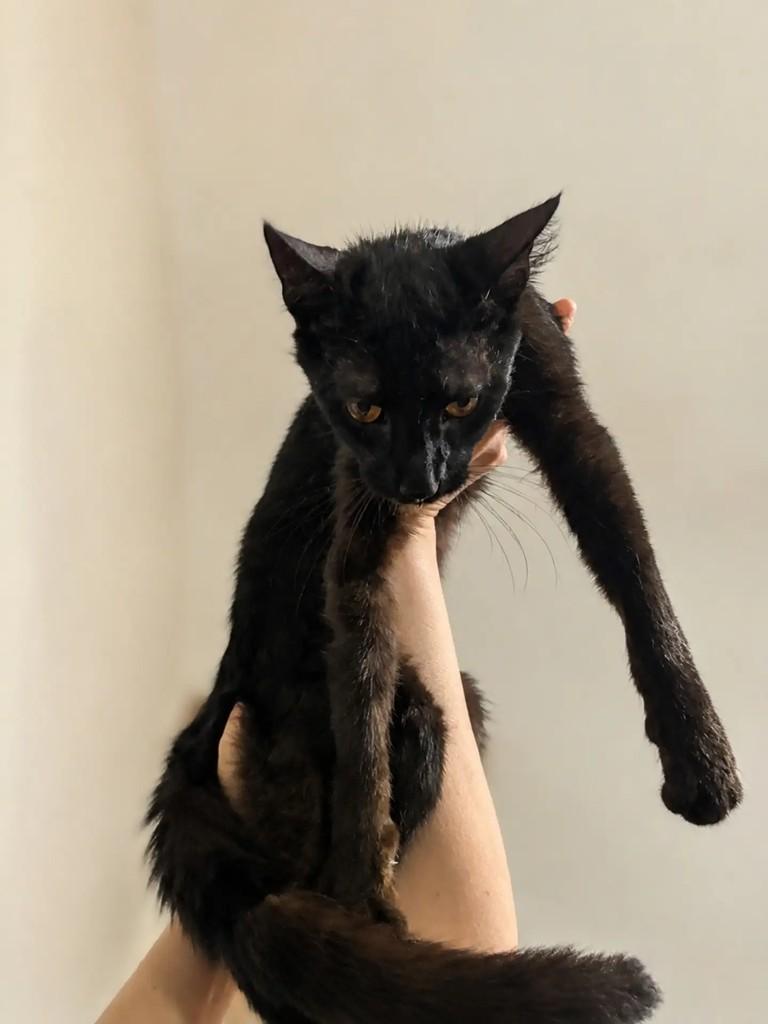 Fumaça, gato de porte pequeno para adoção em Chapecó - SC