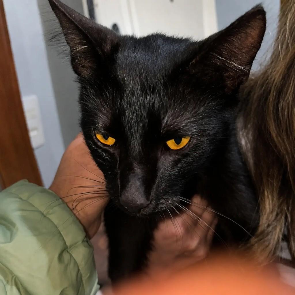 Fumaça, gato de porte pequeno para adoção em Chapecó - SC — foto 2 de 3
