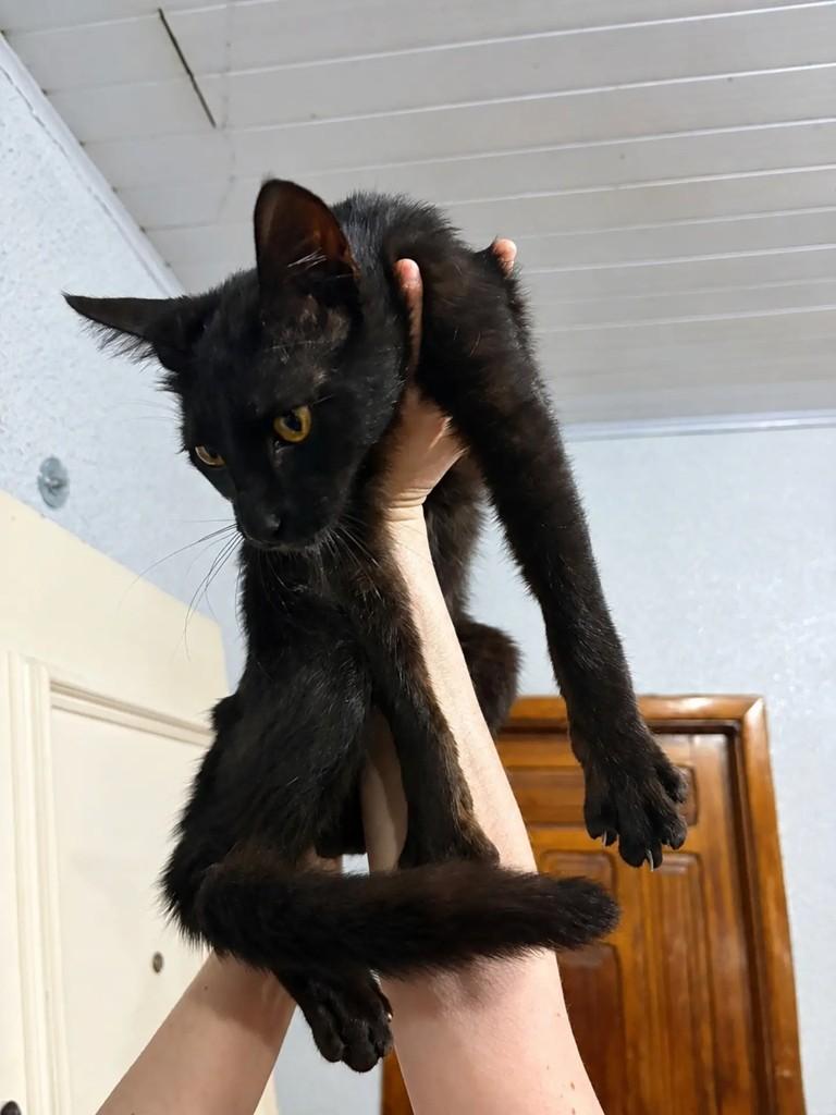 Fumaça, gato de porte pequeno para adoção em Chapecó - SC — foto 3 de 3