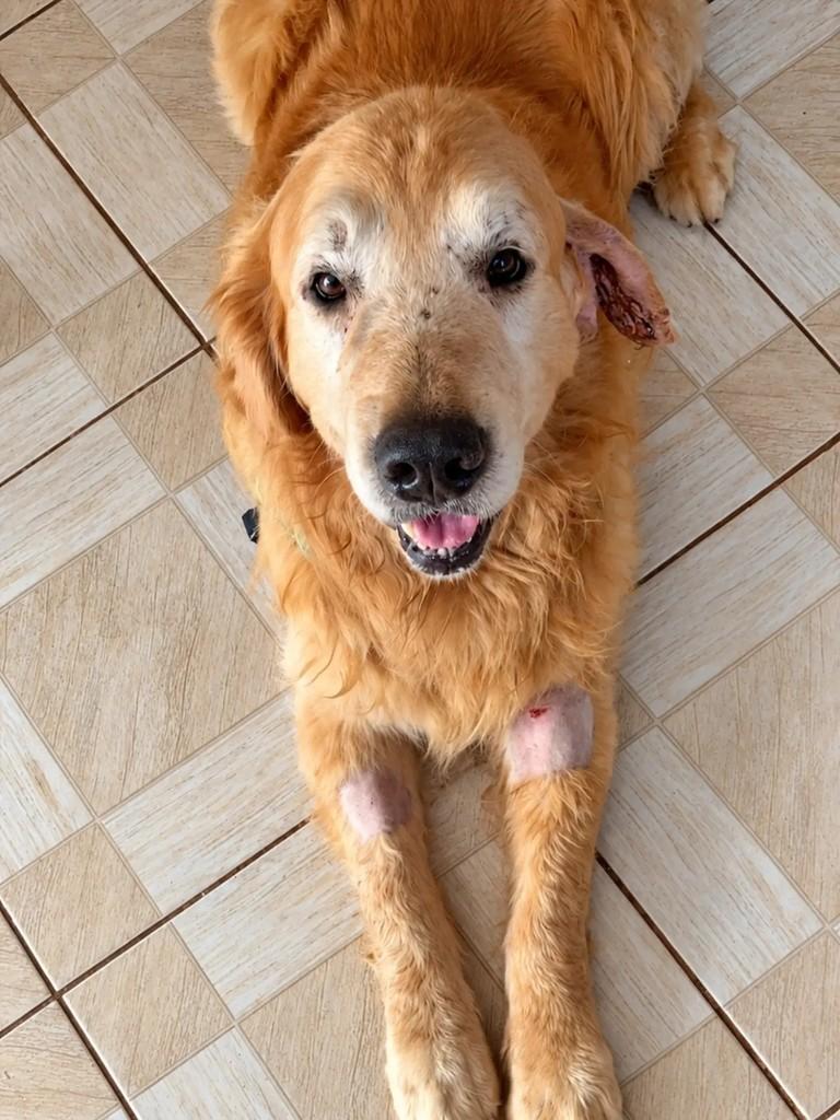 Bradock, cachorro de porte grande para adoção em Chapecó - SC