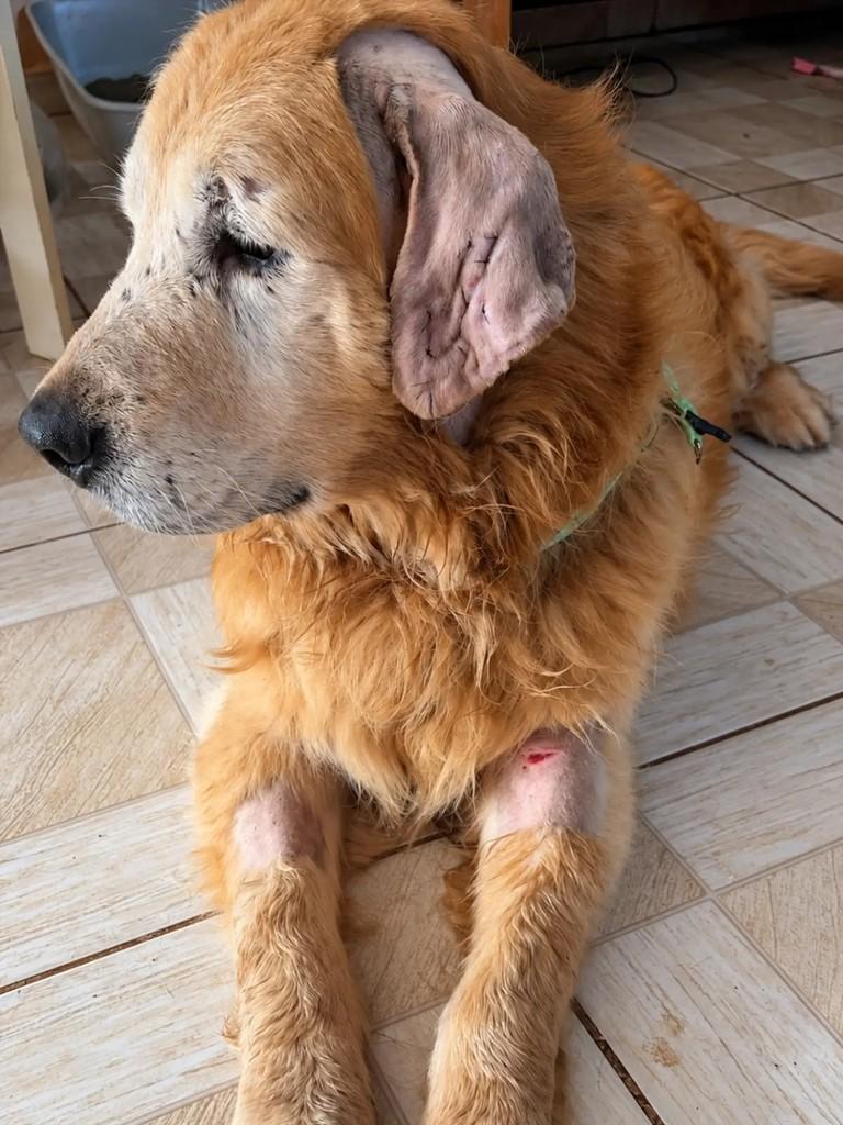 Bradock, cachorro de porte grande para adoção em Chapecó - SC — foto 2 de 4