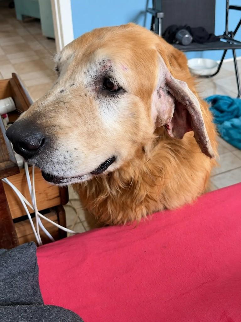 Bradock, cachorro de porte grande para adoção em Chapecó - SC — foto 3 de 4