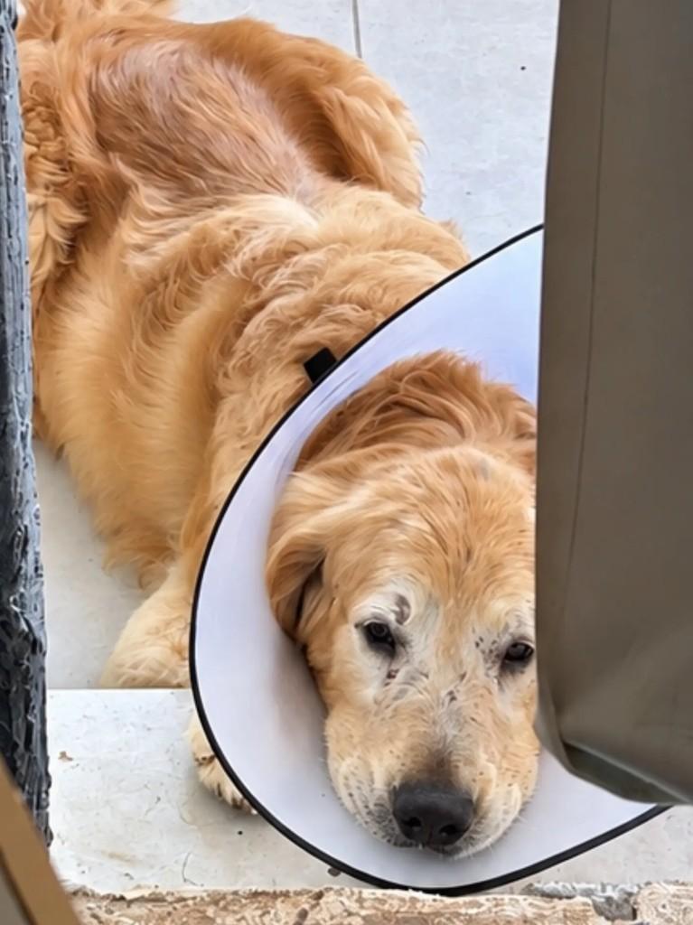 Bradock, cachorro de porte grande para adoção em Chapecó - SC — foto 4 de 4