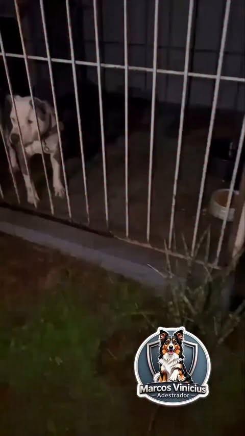 Stallone, cachorro de porte médio para adoção em Chapecó - SC