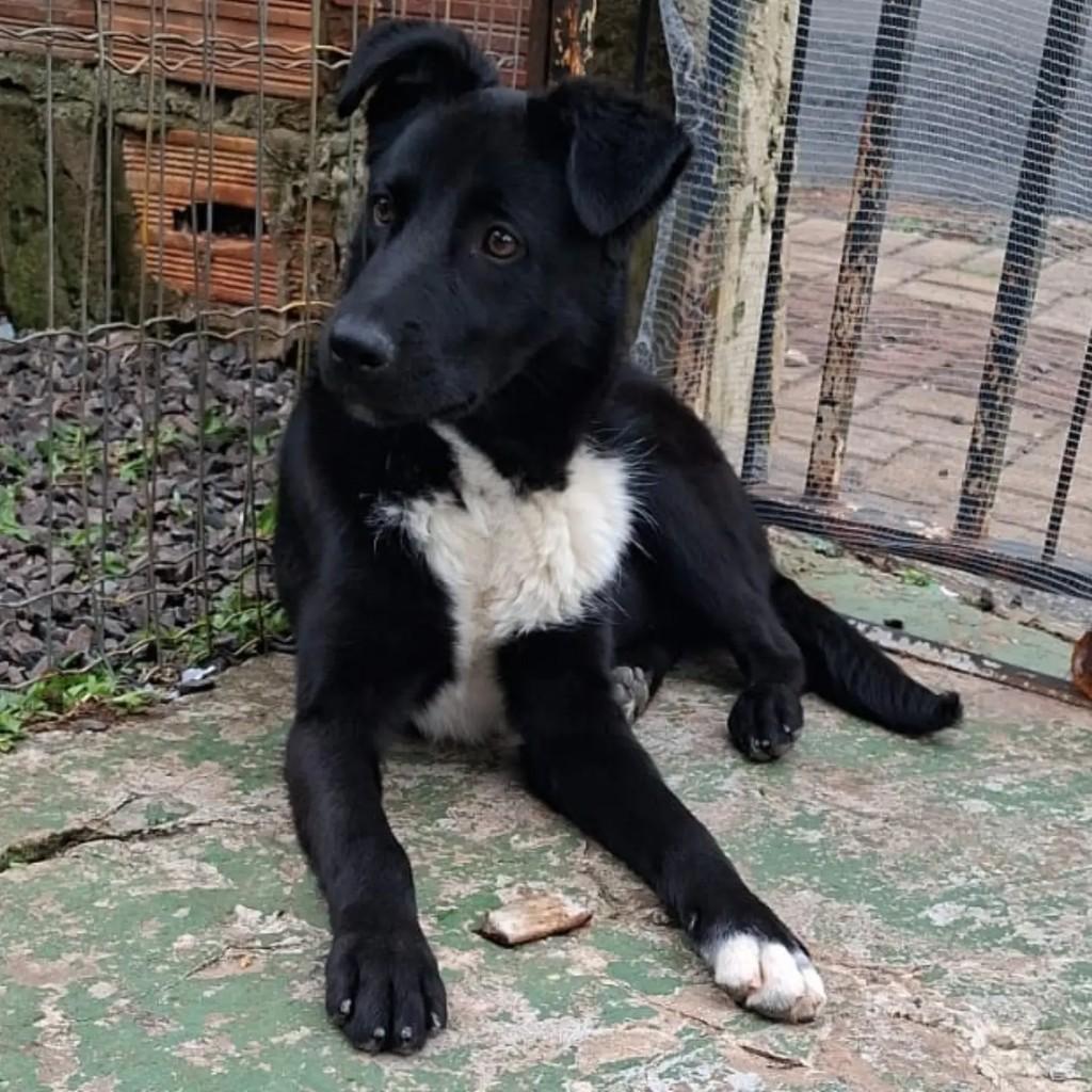 Oreo, cachorro de porte grande para adoção em Chapecó - SC