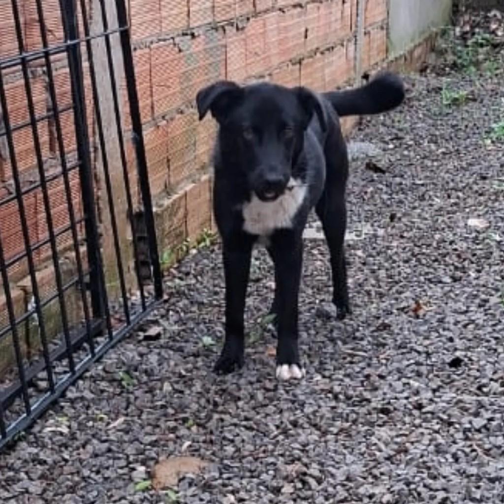 Oreo, cachorro de porte grande para adoção em Chapecó - SC — foto 2 de 4