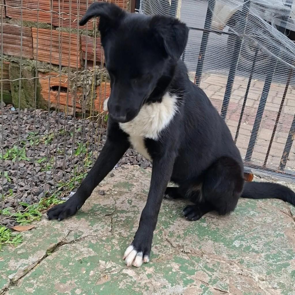 Oreo, cachorro de porte grande para adoção em Chapecó - SC — foto 3 de 4