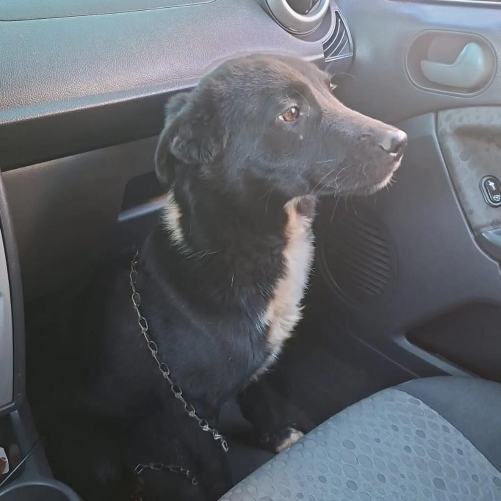 Oreo, cachorro de porte grande para adoção em Chapecó - SC — foto 4 de 4