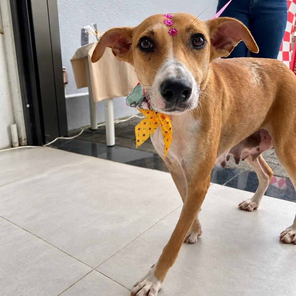 Virginia, cadela de porte grande para adoção em Chapecó - SC