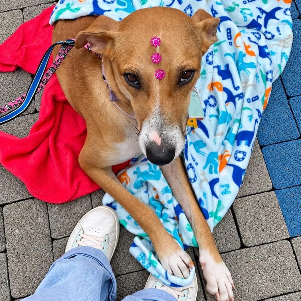 Virginia, cadela de porte grande para adoção em Chapecó - SC — foto 2 de 3