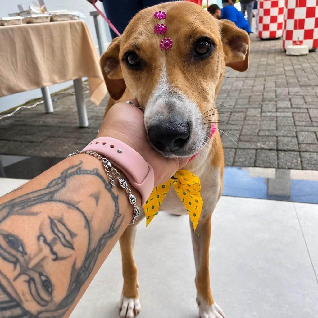 Virginia, cadela de porte grande para adoção em Chapecó - SC — foto 3 de 3