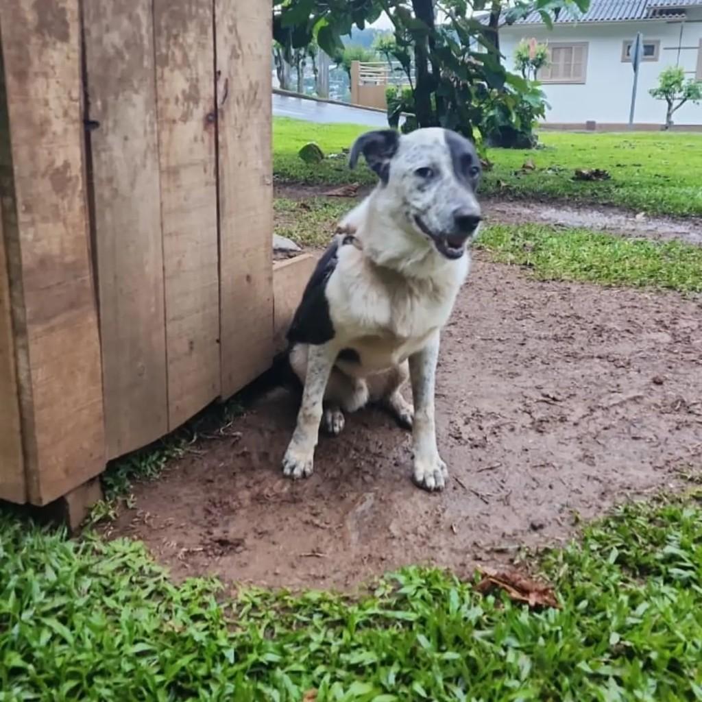 Rodolfo, cachorro de porte médio para adoção em Chapecó - SC
