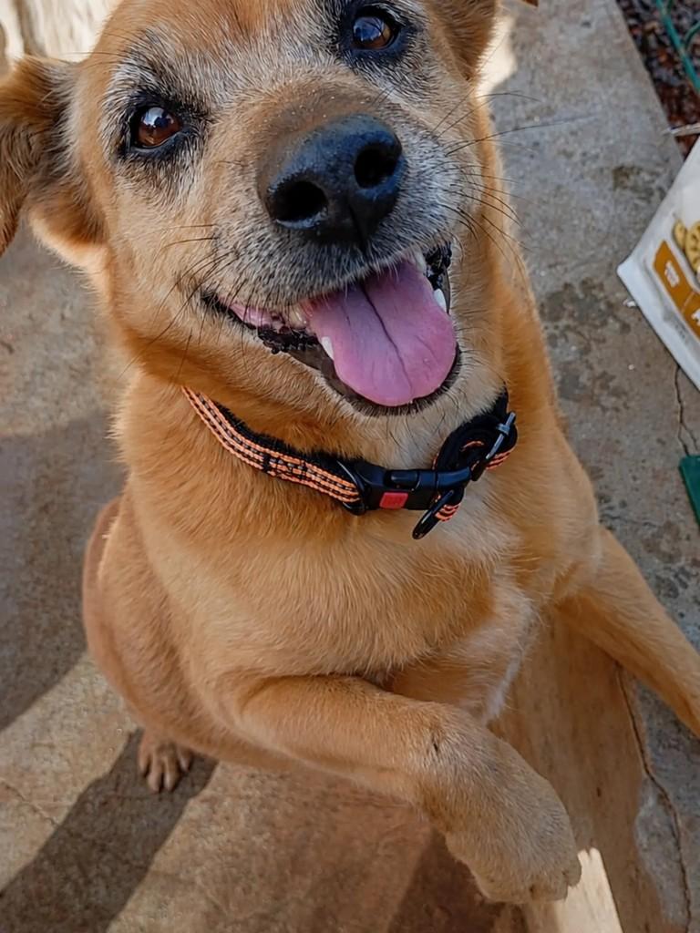 Pitoco, cachorro de porte pequeno para adoção em Chapecó - SC