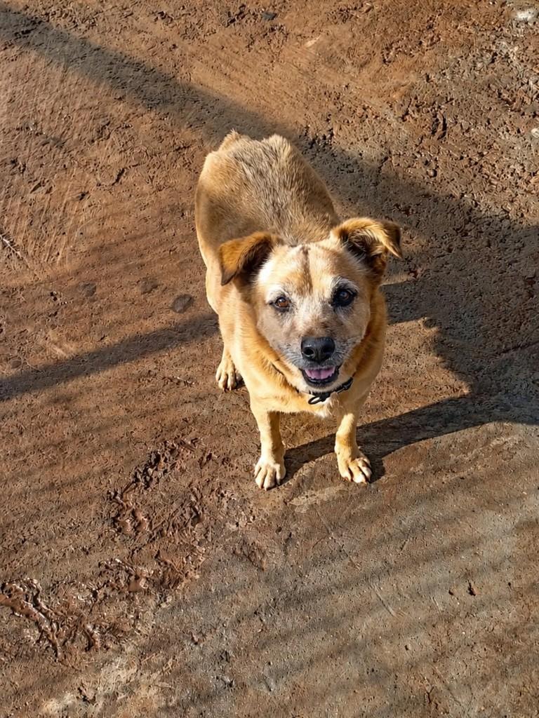 Pitoco, cachorro de porte pequeno para adoção em Chapecó - SC — foto 2 de 2