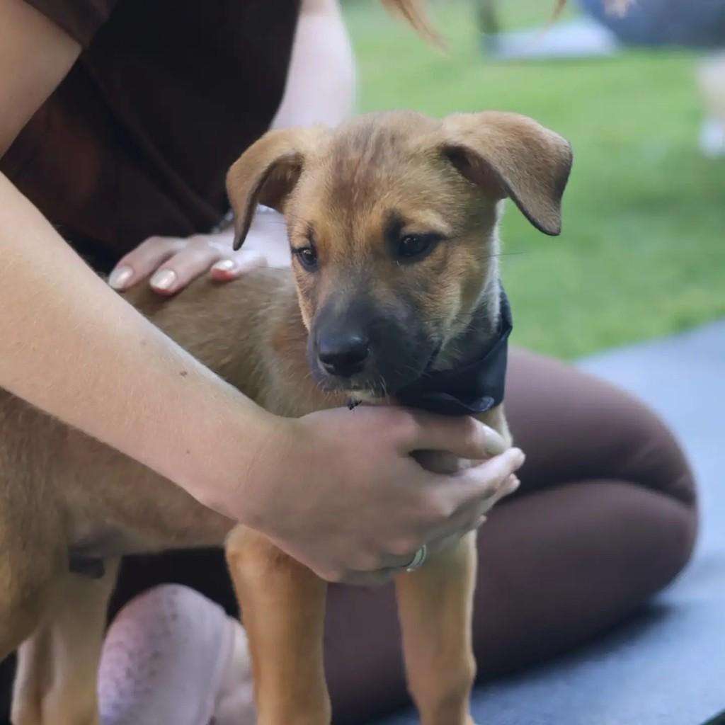 ScoobyDoo, cachorro de porte grande para adoção em Chapecó - SC