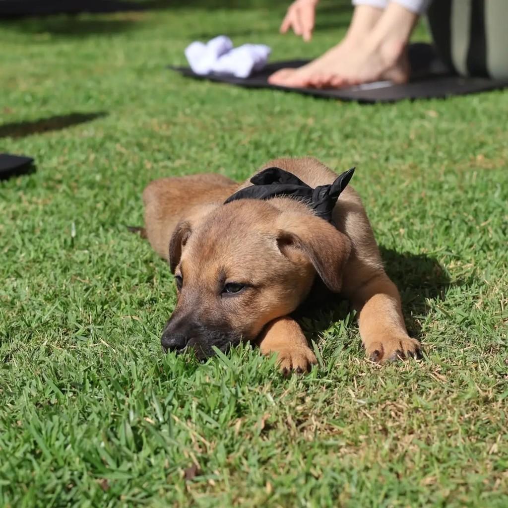 ScoobyDoo, cachorro de porte grande para adoção em Chapecó - SC — foto 2 de 2