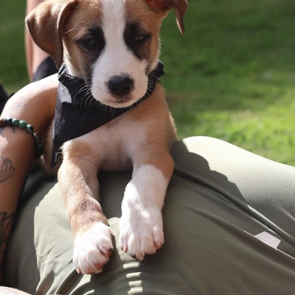 Piratinha, cachorro de porte grande para adoção em Chapecó - SC