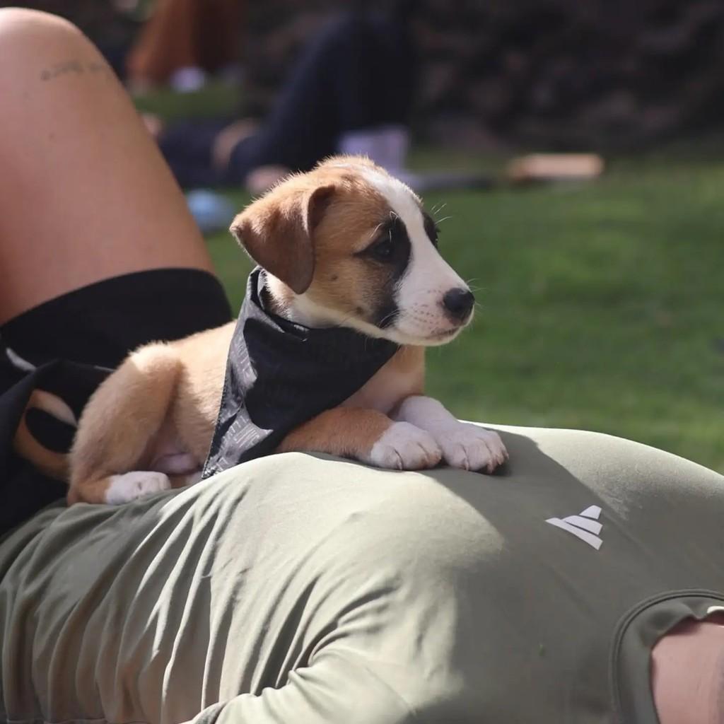 Piratinha, cachorro de porte grande para adoção em Chapecó - SC — foto 2 de 2