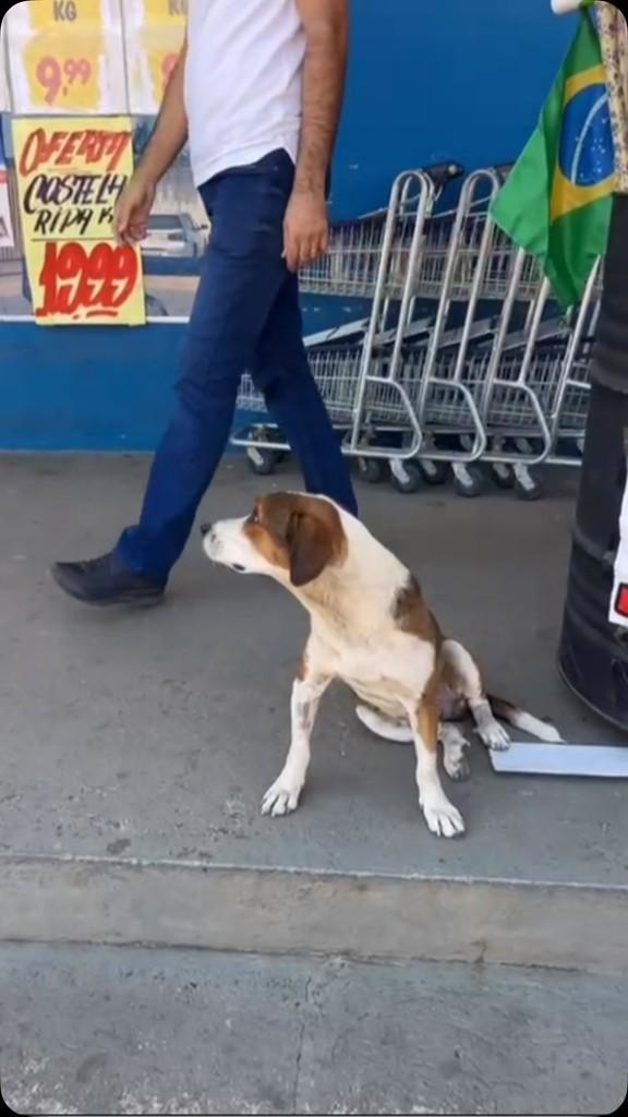 Fofão, cachorro de porte médio para adoção em Ji-Paraná - RO