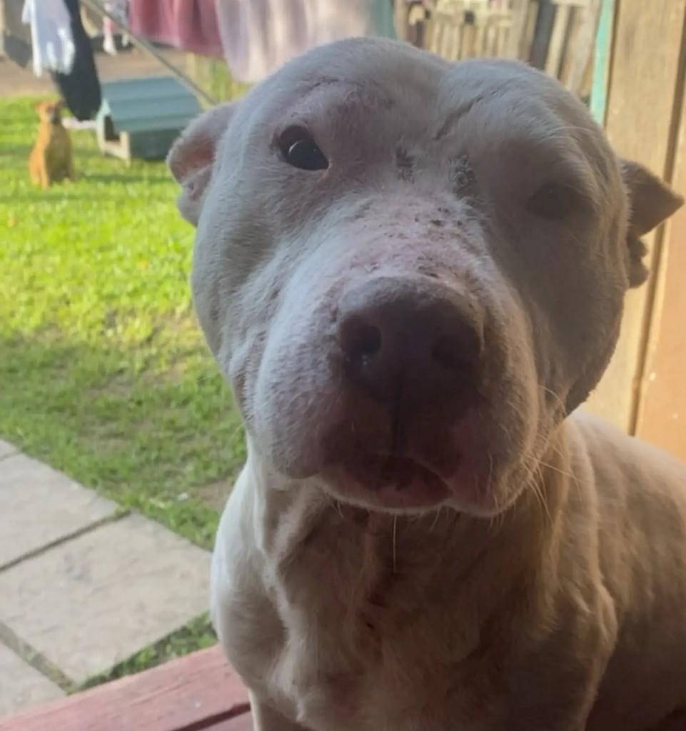 Zeus, cachorro de porte médio para adoção em Novo Hamburgo - RS