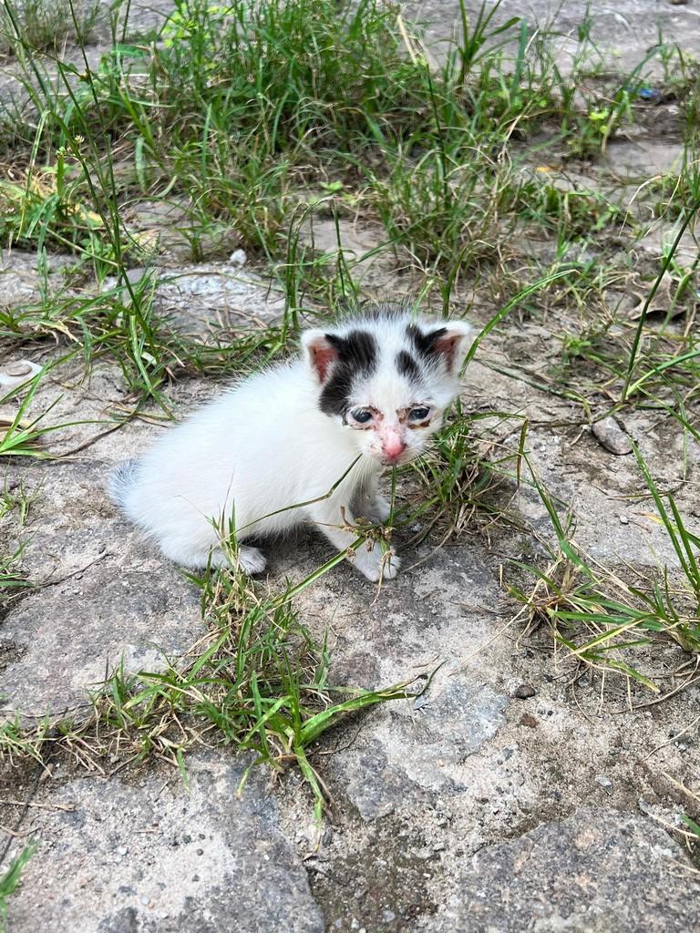 Bebezinho, gato de porte pequeno para adoção em Valença - RJ