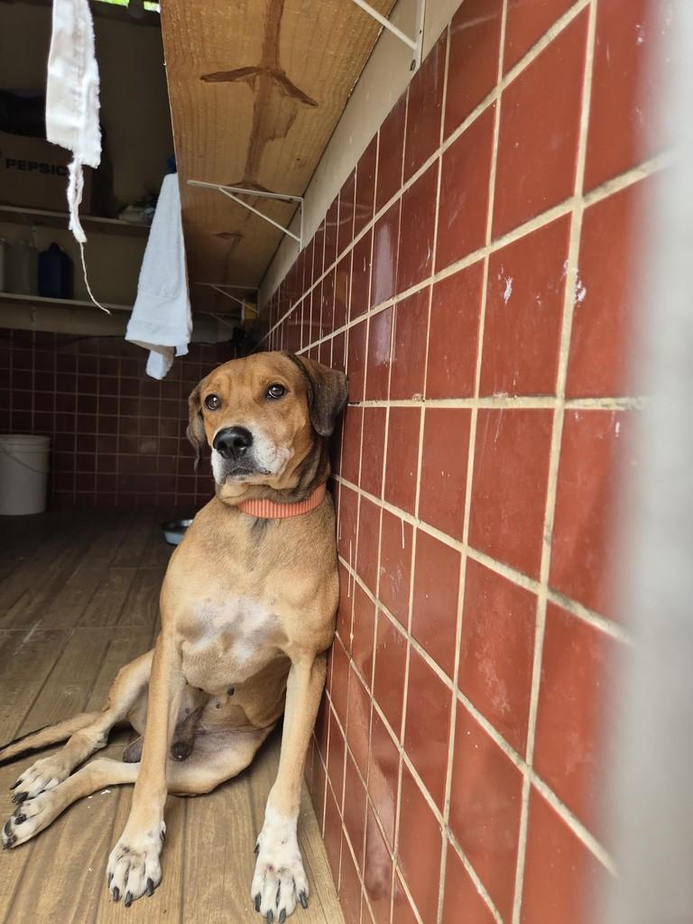 Bob, cachorro de porte grande para adoção em Cairu - BA