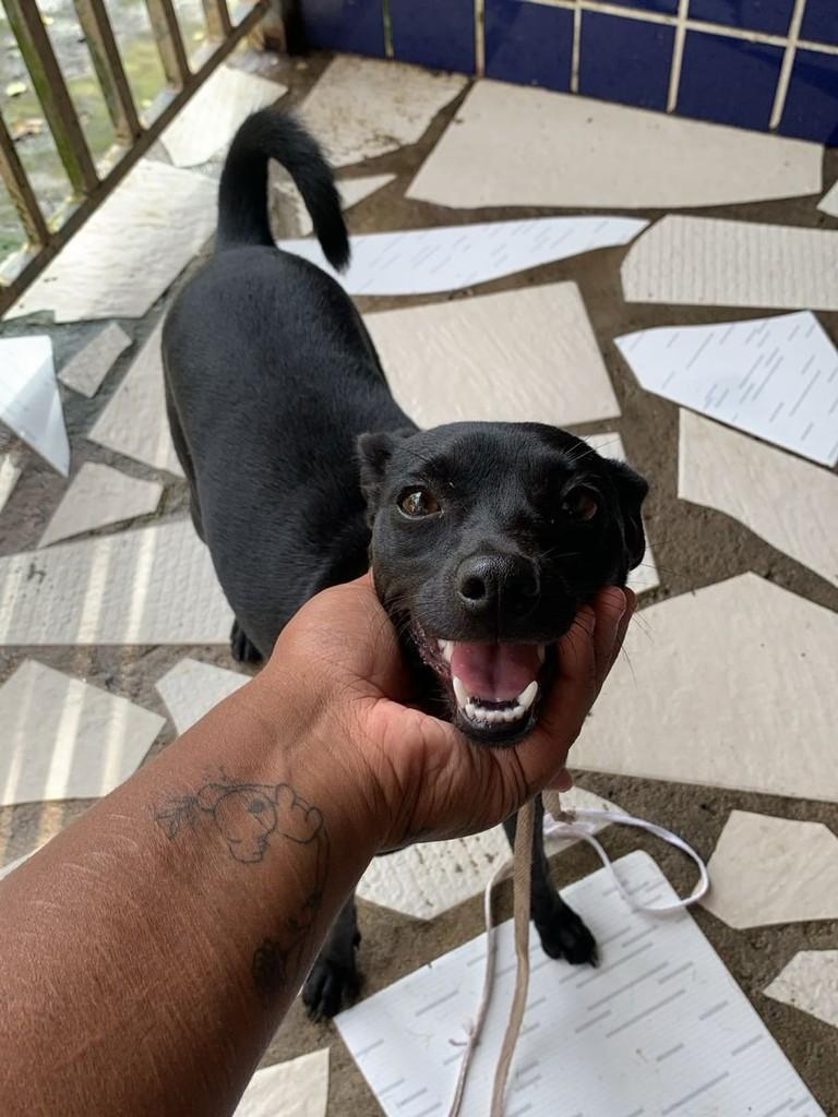 Kira, cadela de porte pequeno para adoção em Cairu - BA
