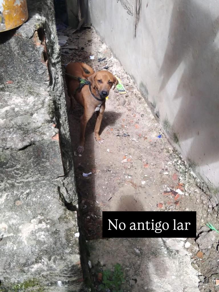 Caramelo, cachorro de porte médio para adoção em Cairu - BA