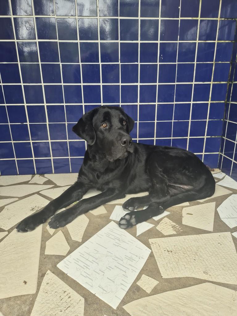 Lindão, cachorro de porte grande para adoção em Cairu - BA