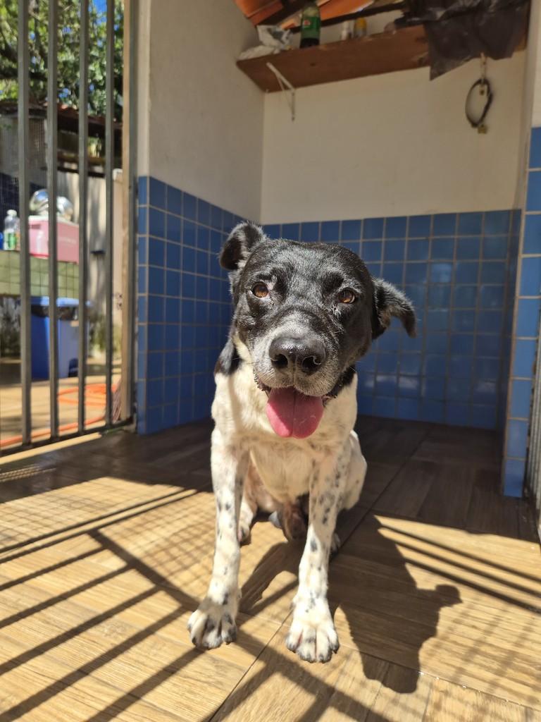 Spike, cachorro de porte médio para adoção em Cairu - BA