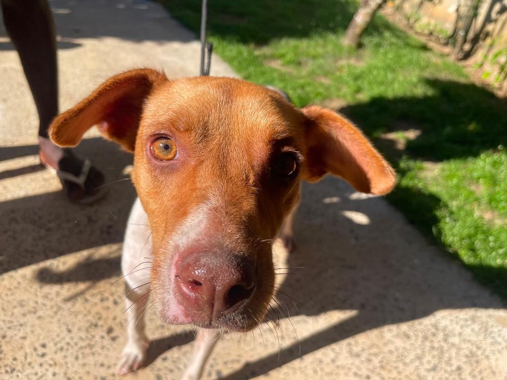 Mel, cachorro de porte médio para adoção em Cairu - BA