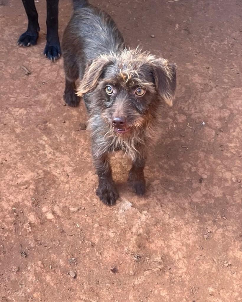 Fiapo de manga, cadela de porte pequeno para adoção em Uberlândia - MG
