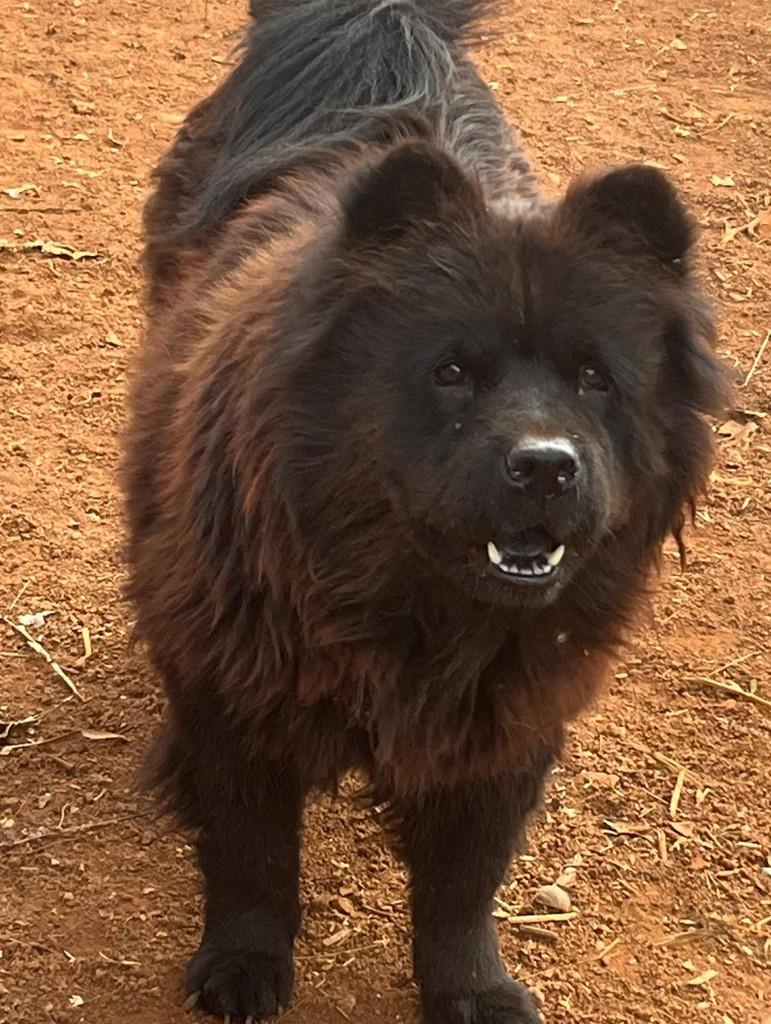 Catarina, cachorro de porte grande para adoção em Uberlândia - MG