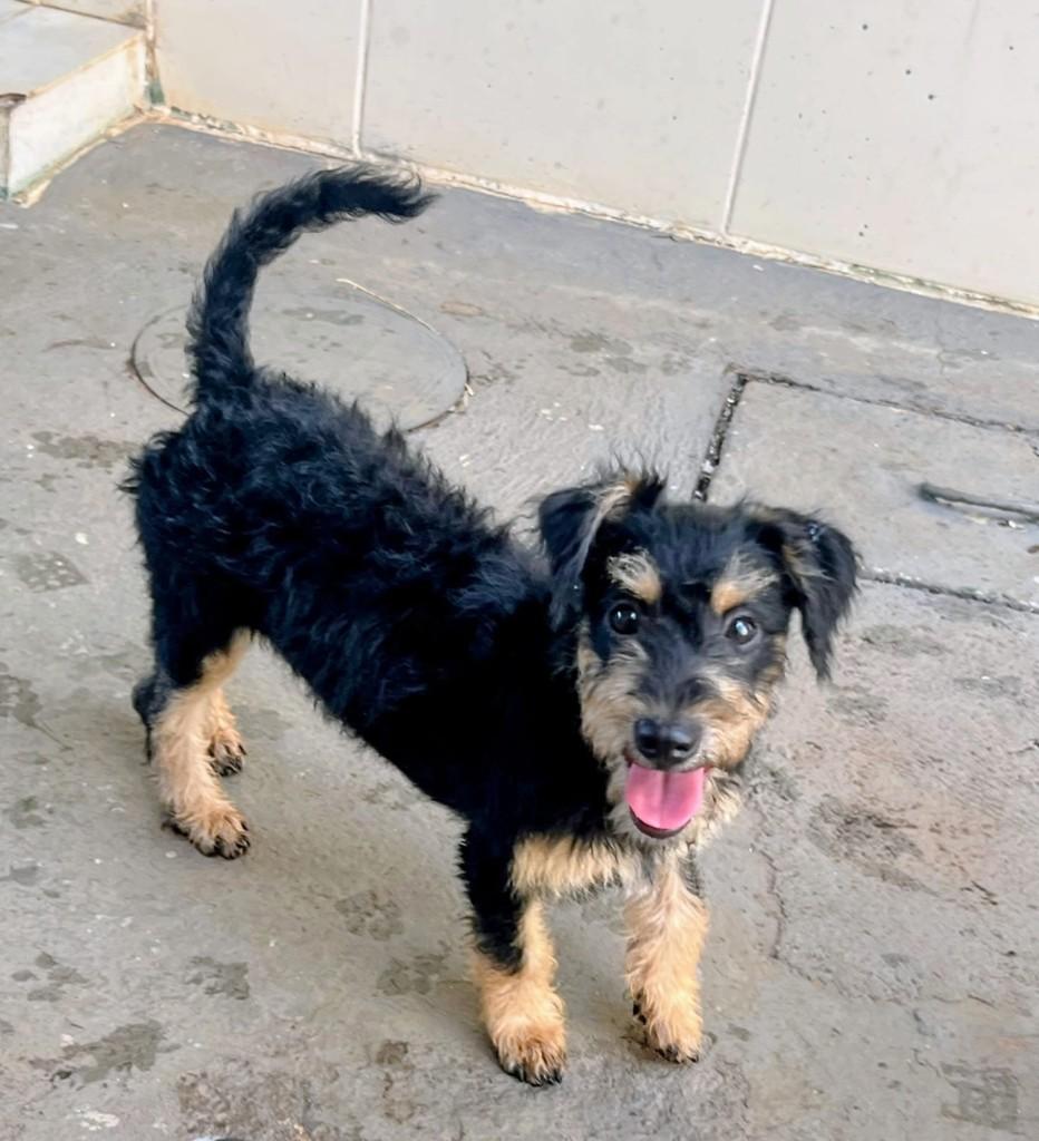 Amora, cachorro de porte pequeno para adoção em Uberlândia - MG