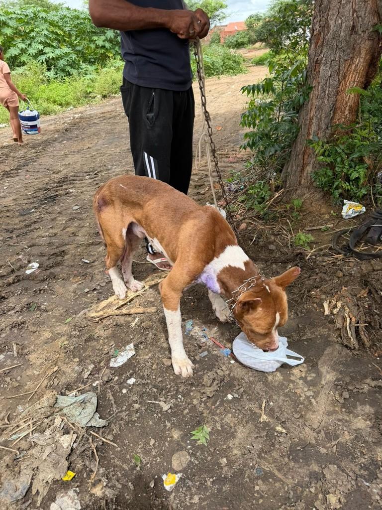 Braz, cachorro de porte médio para adoção em Ouricuri - PE