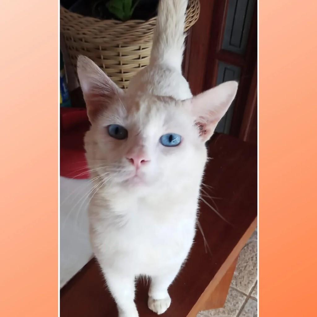 Floquinho, gata de porte pequeno para adoção em Rio de Janeiro - RJ