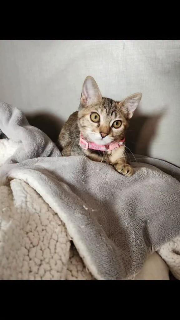 Emily, gata de porte pequeno para adoção em Rio de Janeiro - RJ