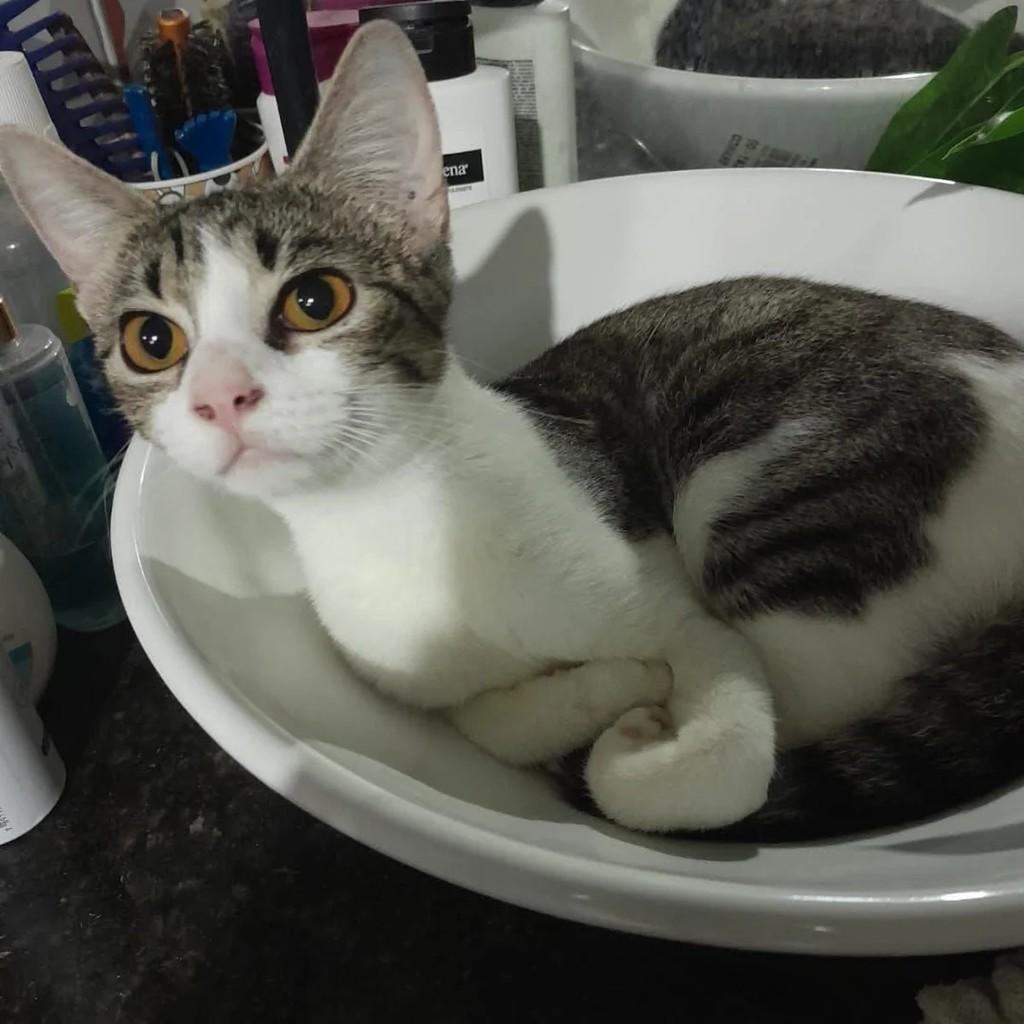 Gaia, gata de porte pequeno para adoção em Rio de Janeiro - RJ