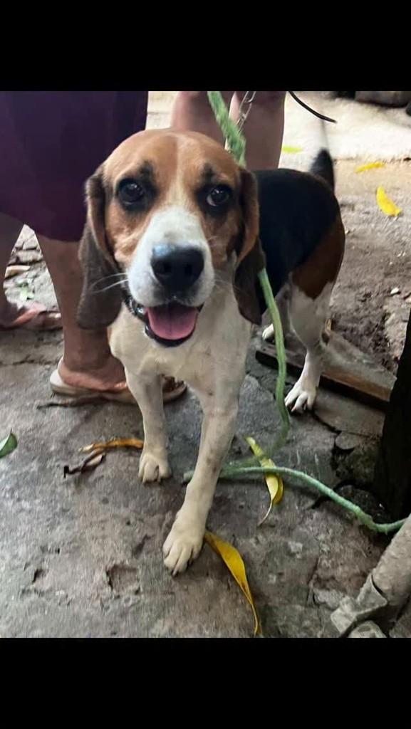 Chorão, cachorro de porte pequeno para adoção em Rio de Janeiro - RJ