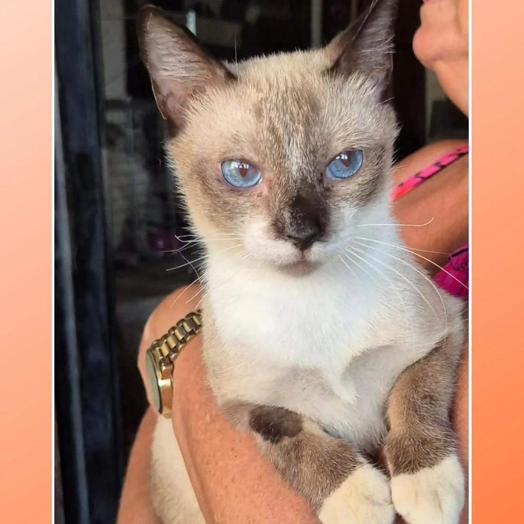 Julio, gato de porte pequeno para adoção em Rio de Janeiro - RJ