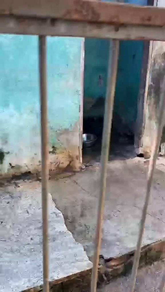 Bruce, cachorro de porte médio para adoção em Rio de Janeiro - RJ