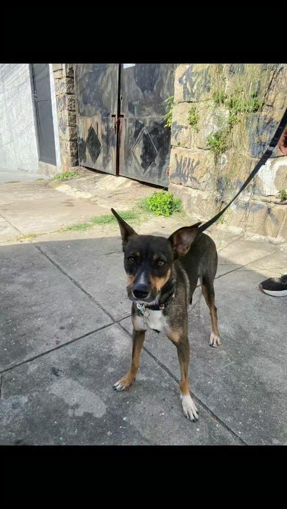Fada, cadela de porte médio para adoção em Rio de Janeiro - RJ