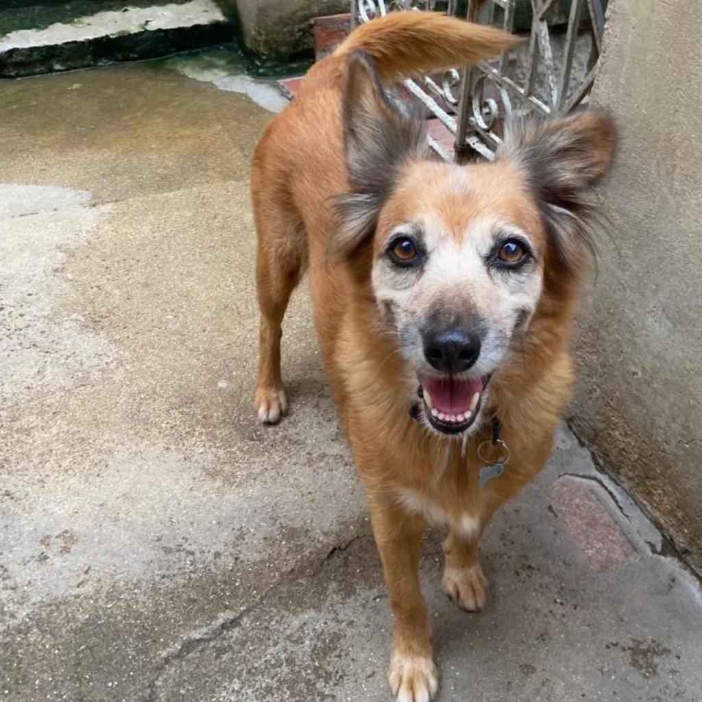Xuxa, cachorro de porte pequeno para adoção em Rio de Janeiro - RJ