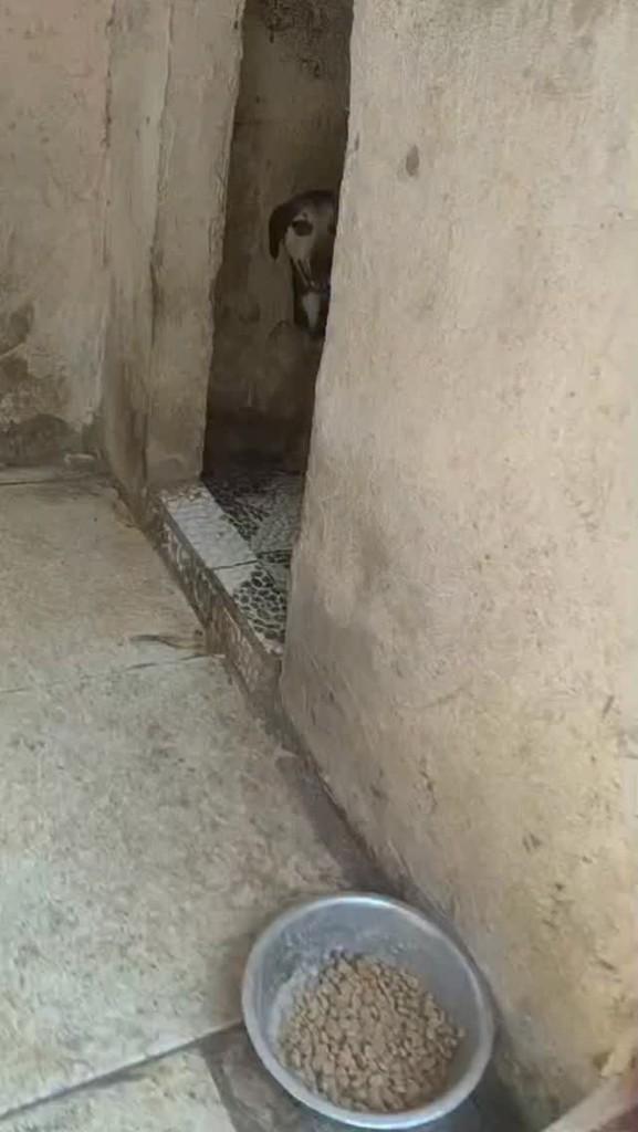Rocco, cachorro de porte médio para adoção em Rio de Janeiro - RJ