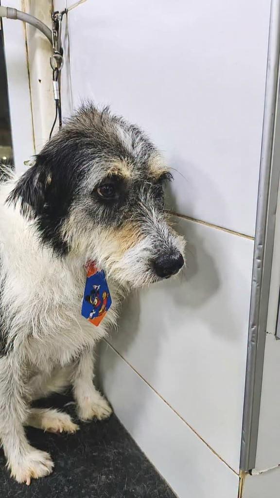 Tobi, cachorro de porte médio para adoção em Rio de Janeiro - RJ